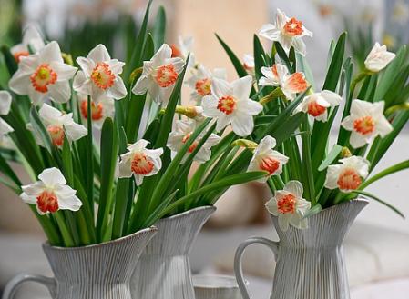Cosa piantare a Settembre, giacinti, tulipani e narcisi 