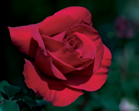 Oprah’s Legends Rose – 2009 Intro by Weeks Roses