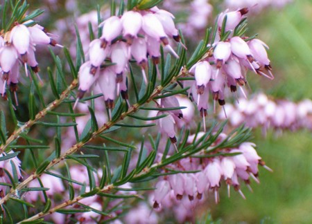 erica carnea