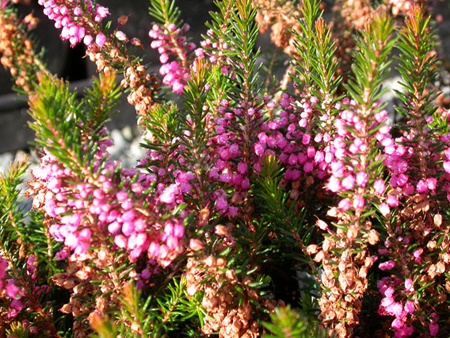 erica vagans