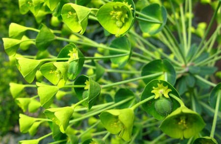Fiori da piantare in autunno: l'Euphorbia robbiae