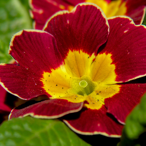 fiori da piantare a ottobre