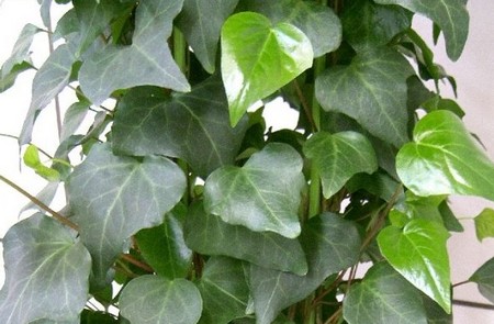 hedera canariensis