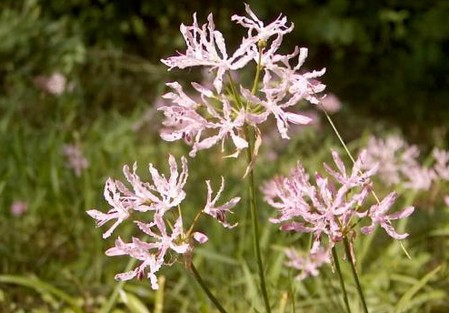 nerine undulata