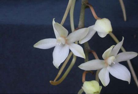 L'orchidea Aerangis