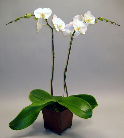Lavori di settembre: le orchidee vanno riportate all'interno