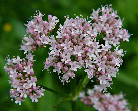 valeriana