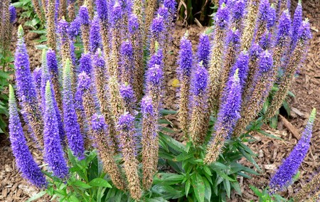 veronica spicata