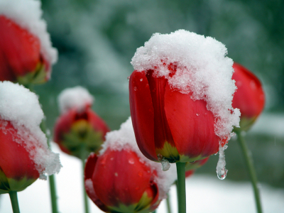 2008-03-03-tulip-snow