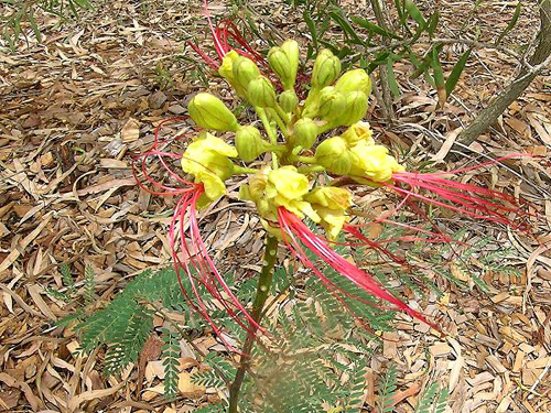 Arbusti ornamentali: la Caesalpinia gilliesii