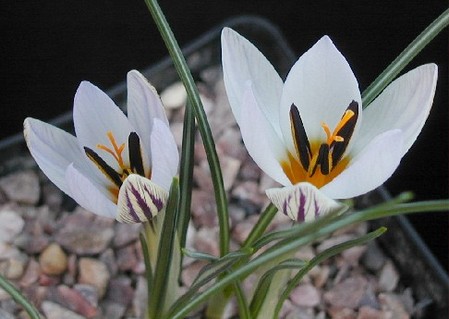 crocus biflorus