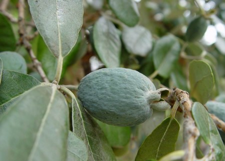 Alberi da frutto: la Feijoa sellowiana