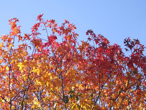 Liquidambar