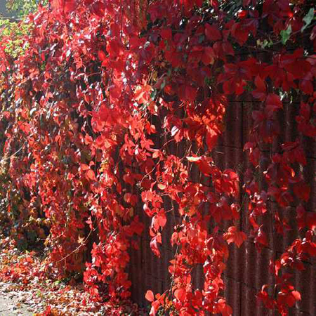 Arbusti ornamentali: il Parthenocissus 