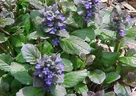 ajuga reptans