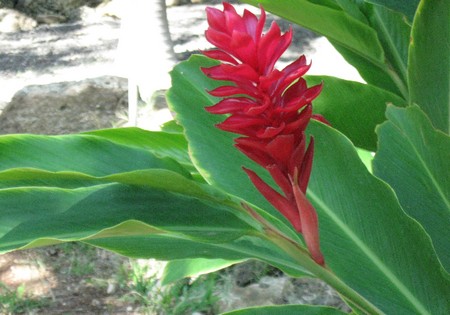 alpinia purpurata