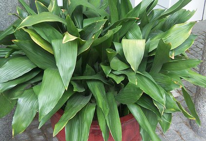 aspidistra