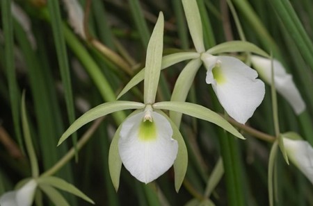 L'orchidea Brassavola