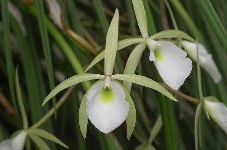 brassavola