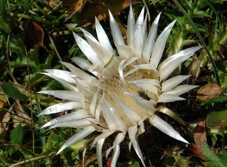 carlina acaulis