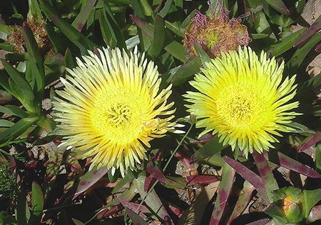 carpobrotus