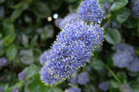 ceanothus