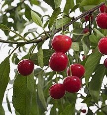 Alberi da frutto, il ciliegio