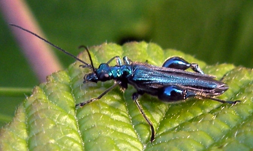 coleotteri danni sulle piante