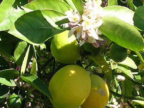 coltivazione limoni