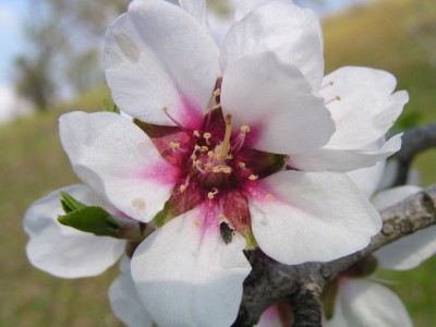 fiore di mandorlo