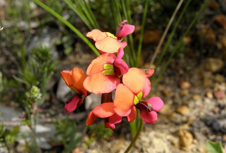 kennedia coccinea