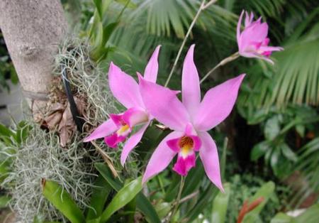 L'orchidea Laelia