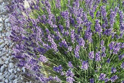 lavanda linguaggio fiori