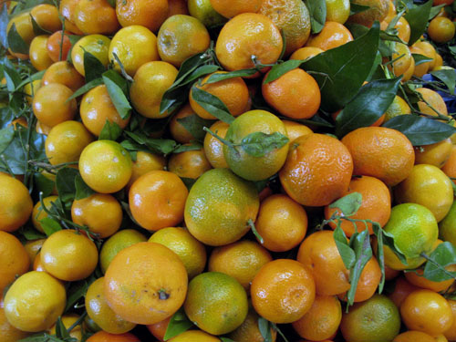 Mandarini, coltivazione