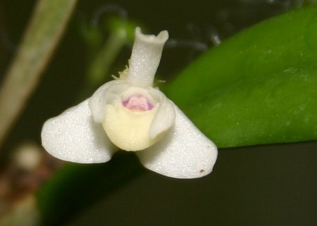 orchidea cadetia