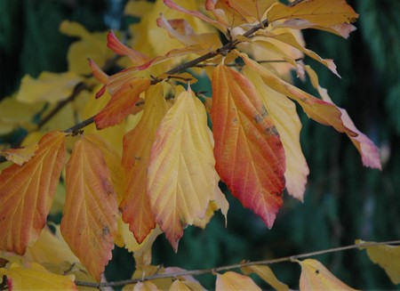 parrotia