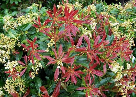 pieris japonica