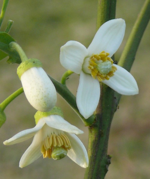 pummelo fiore