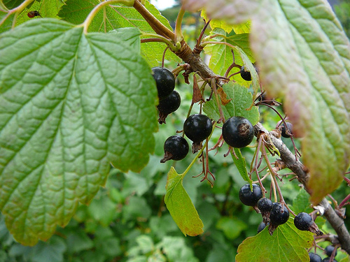 ribes coltivazione