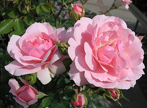 rosa bonica