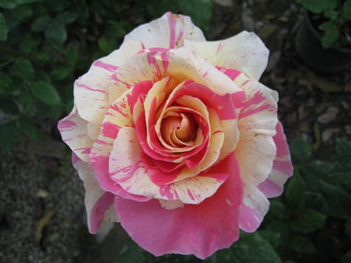 rose dei pittori