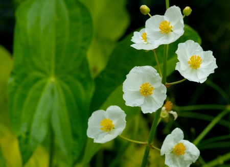 sagittaria gigante