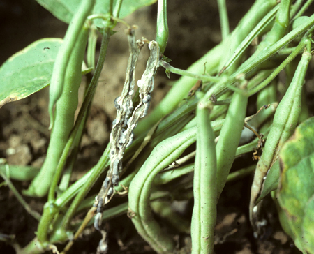 sclerotinia