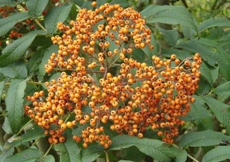 sorbus