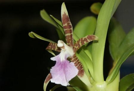 L'Orchidea Aspasia