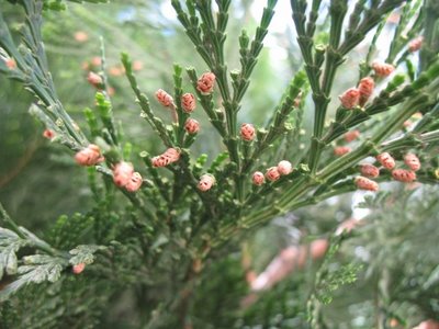 Calocedrus, il Cedro della California