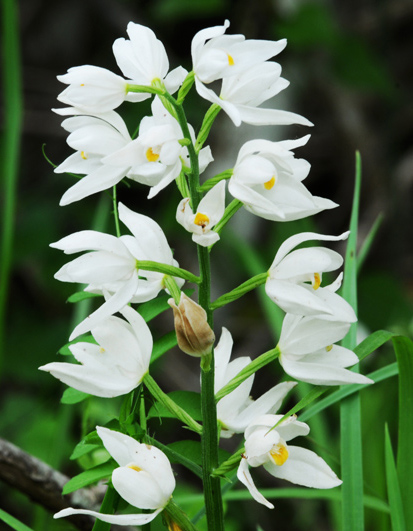 L’Orchidea cefalantera