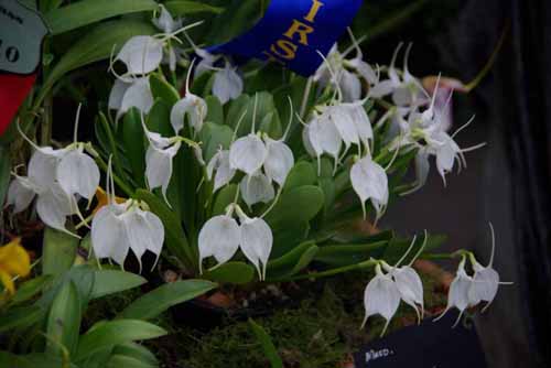 Masdevallia tovarensis