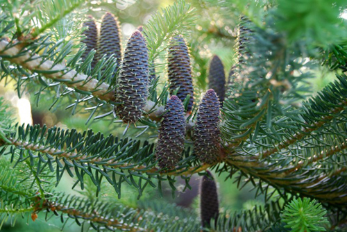 abies koreana