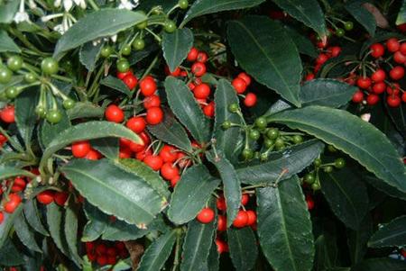 ardisia crenata